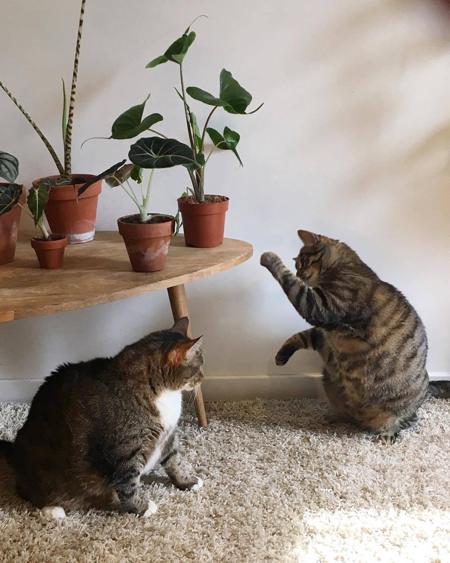 Des Plantes Et Des Chats